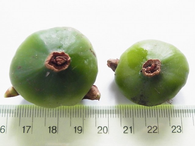 山野草 大輪トキ草 カエル ２球 ブルー花 大球 タイリントキソウ とき草 蘭(ラン)｜売買されたオークション情報、yahooの商品情報をアーカイブ公開 - オークファン ラン