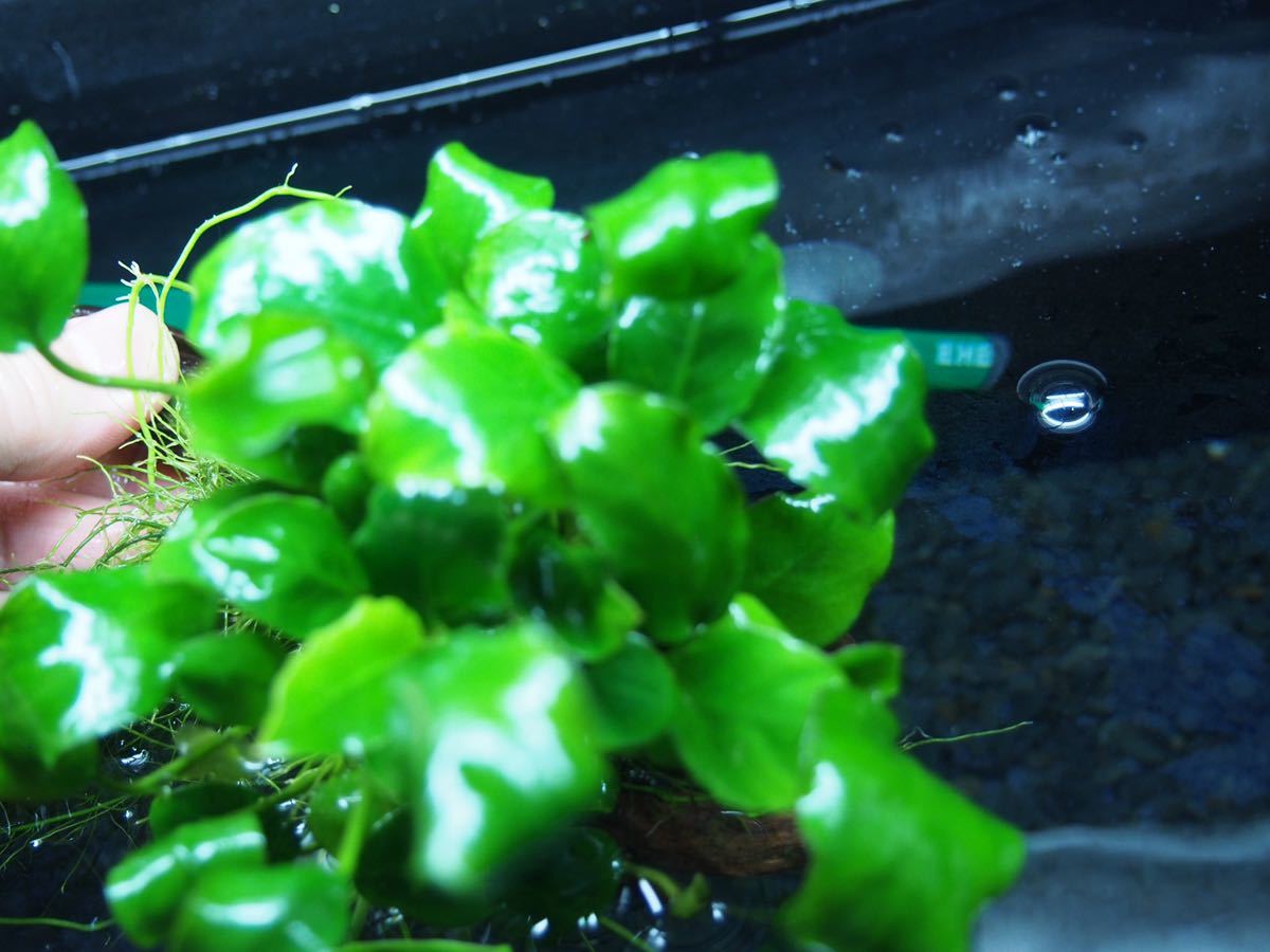 5 アヌビアス ナナ活着 大株オススメ 5 6株に株分け可能 硬質マングローブ系流木 アヌビアス 売買されたオークション情報 Yahooの商品情報をアーカイブ公開 オークファン Aucfan Com