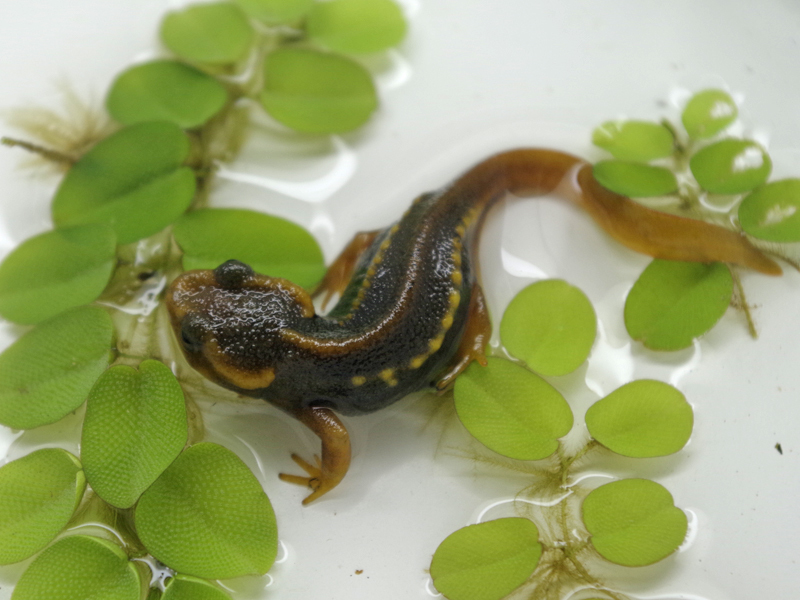 シャノラムイボイモリ有精卵 20個 シャノラムイボイモリ卵20個 