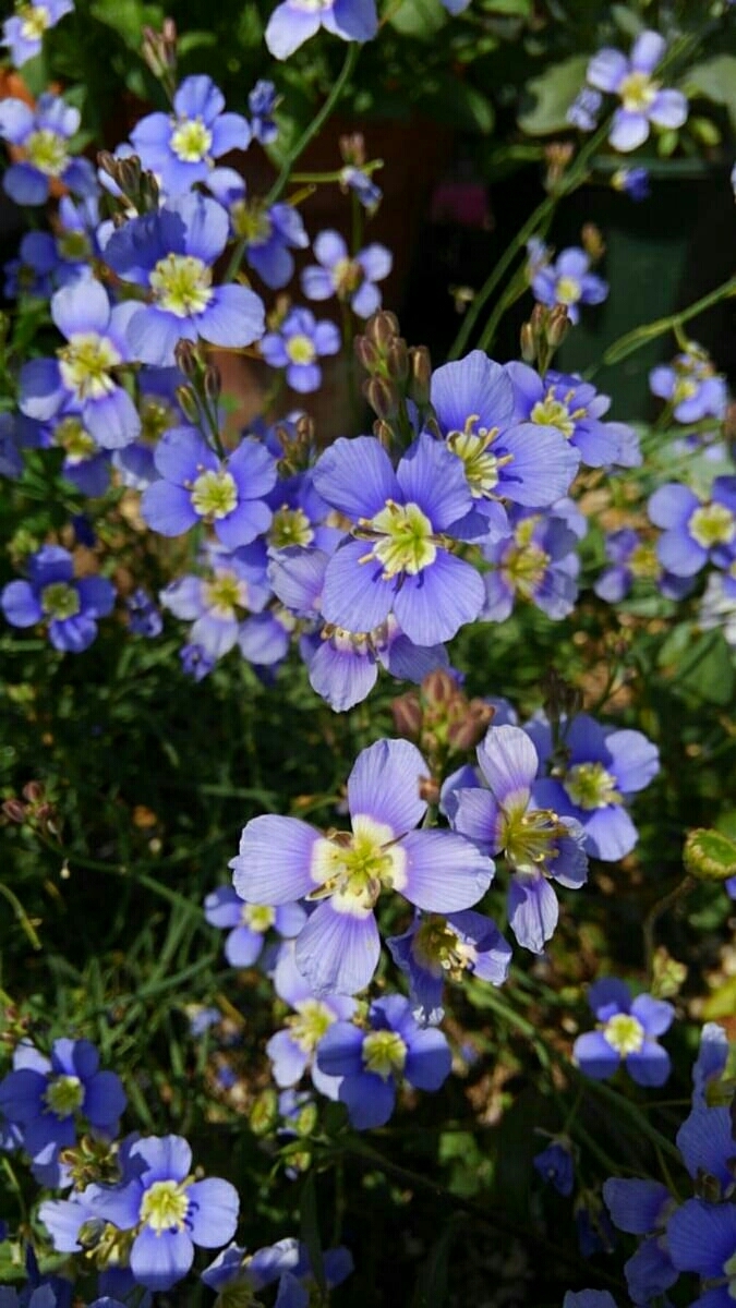 ヘリオフィラ・ロンギフォリア　★30粒_1