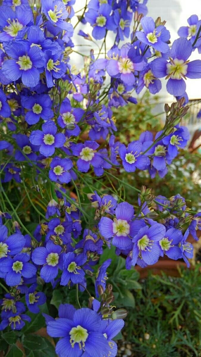 ヘリオフィラ・ロンギフォリア　★30粒_2