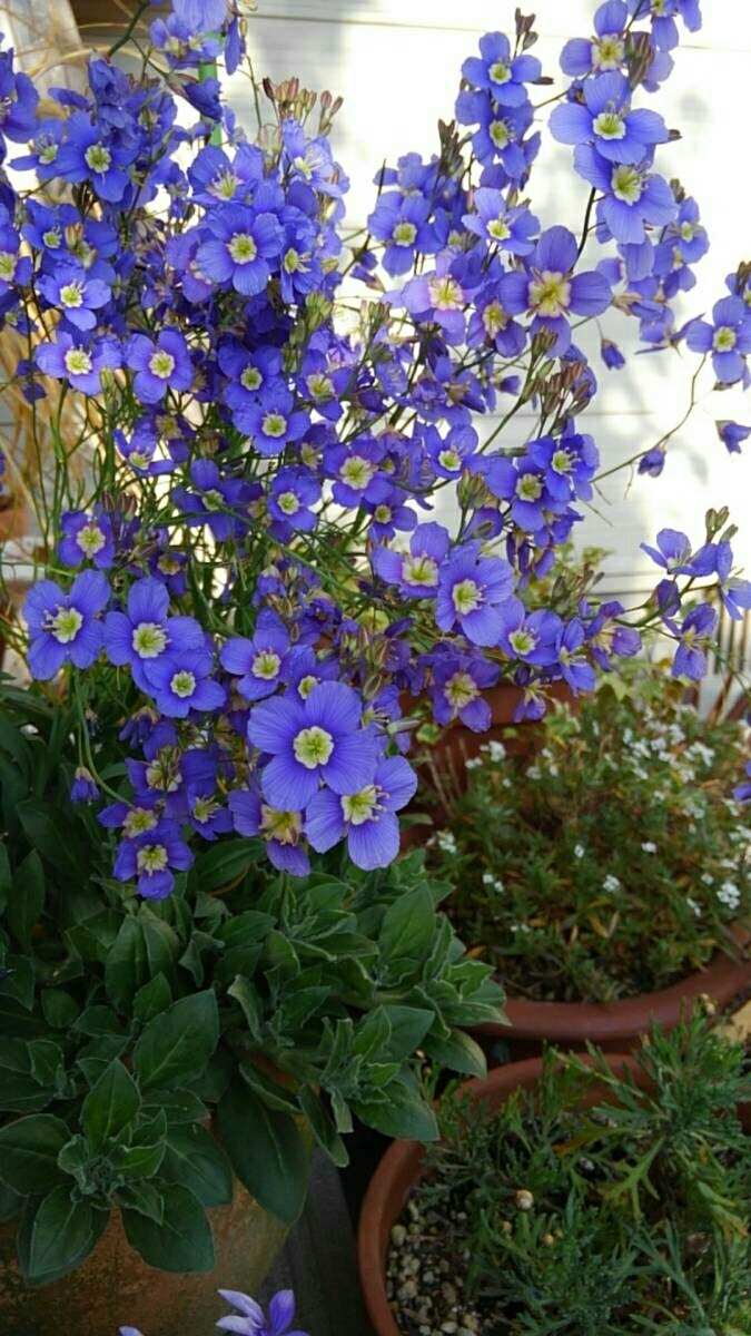 ヘリオフィラ・ロンギフォリア　★30粒_4