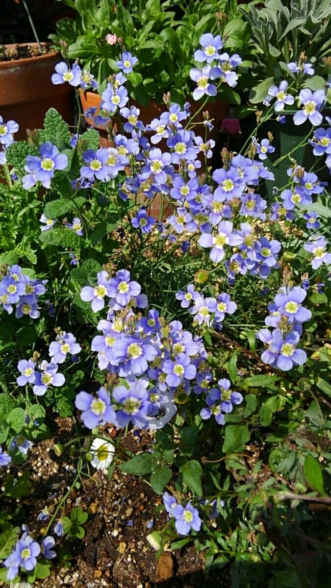 ヘリオフィラ・ロンギフォリア　★30粒_5