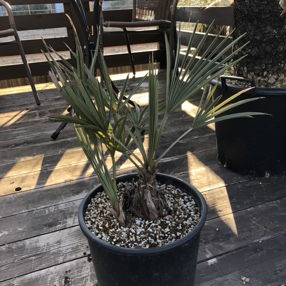 WPJ・Trithrinax campestris トリスリナックス カンペストリス