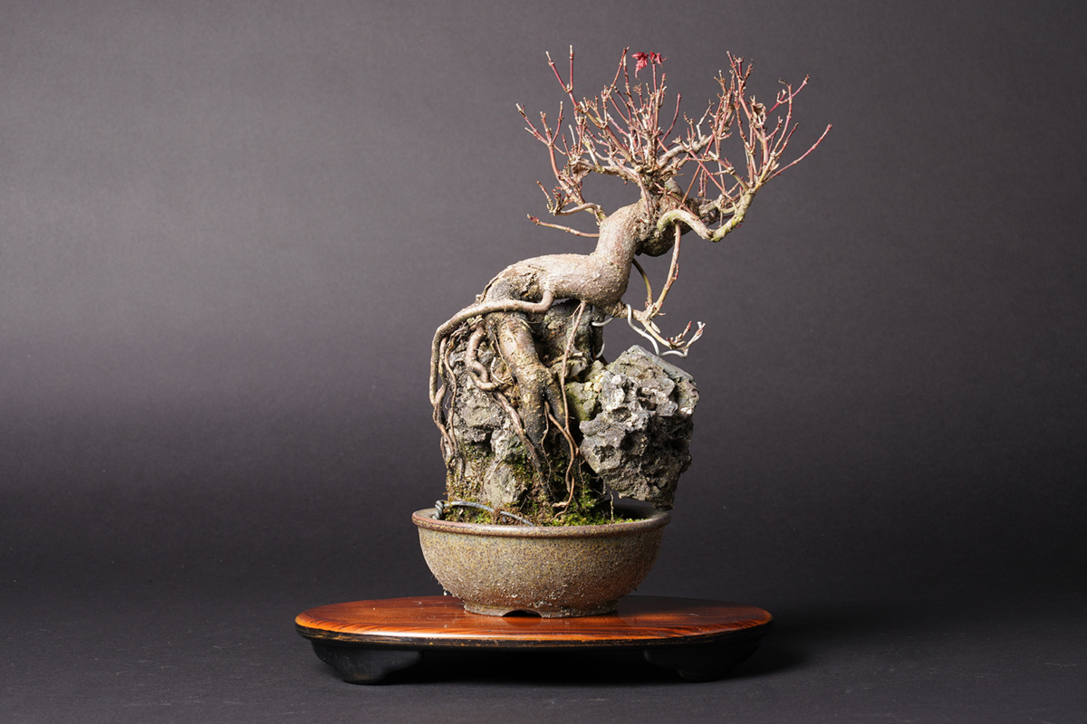 盆栽 希少激レア！鬼才関野正作 五葉松 NO1、NO2 黒松の葉透かしと