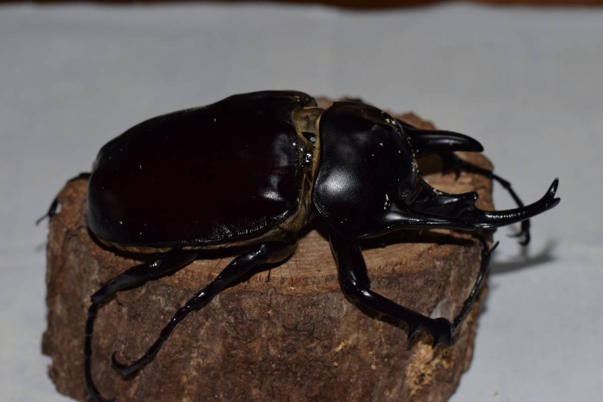 アクティオンゾウカブト　♂110　_1