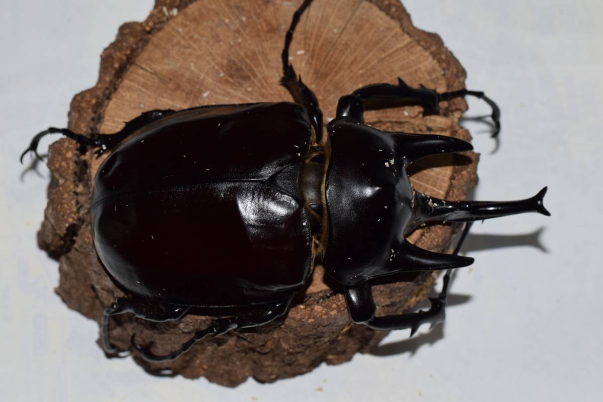 アクティオンゾウカブト　♂110　_2