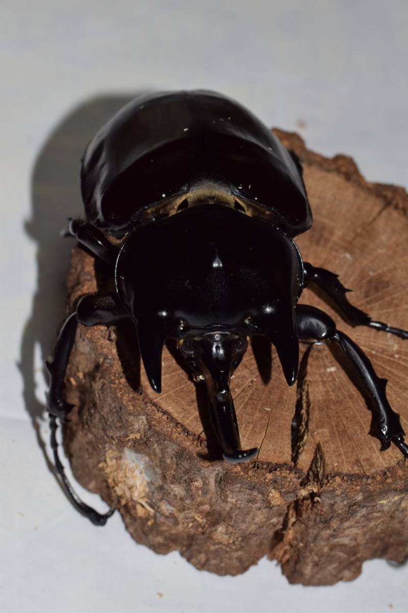 アクティオンゾウカブト　♂110　_3