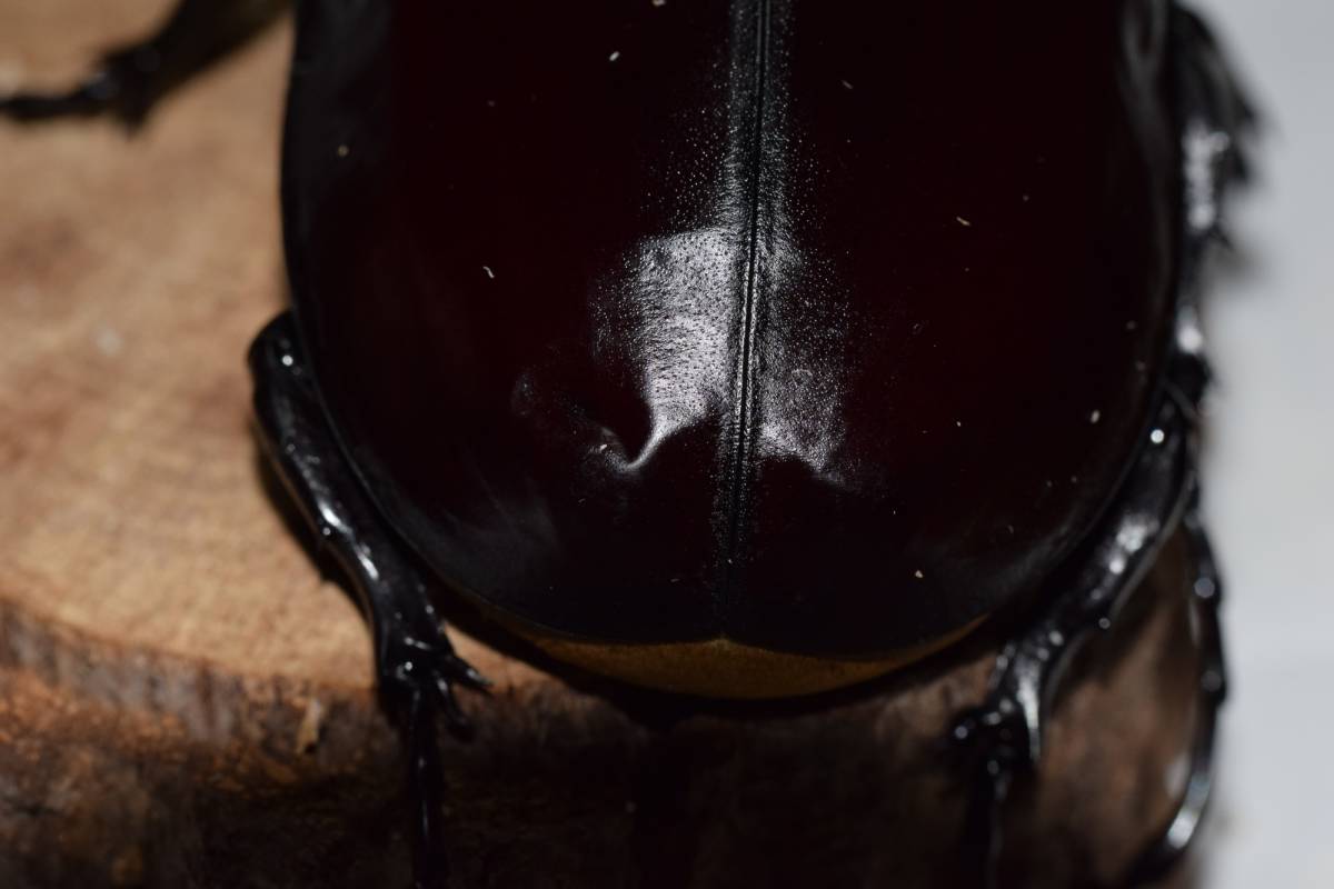 アクティオンゾウカブト　♂110　_4