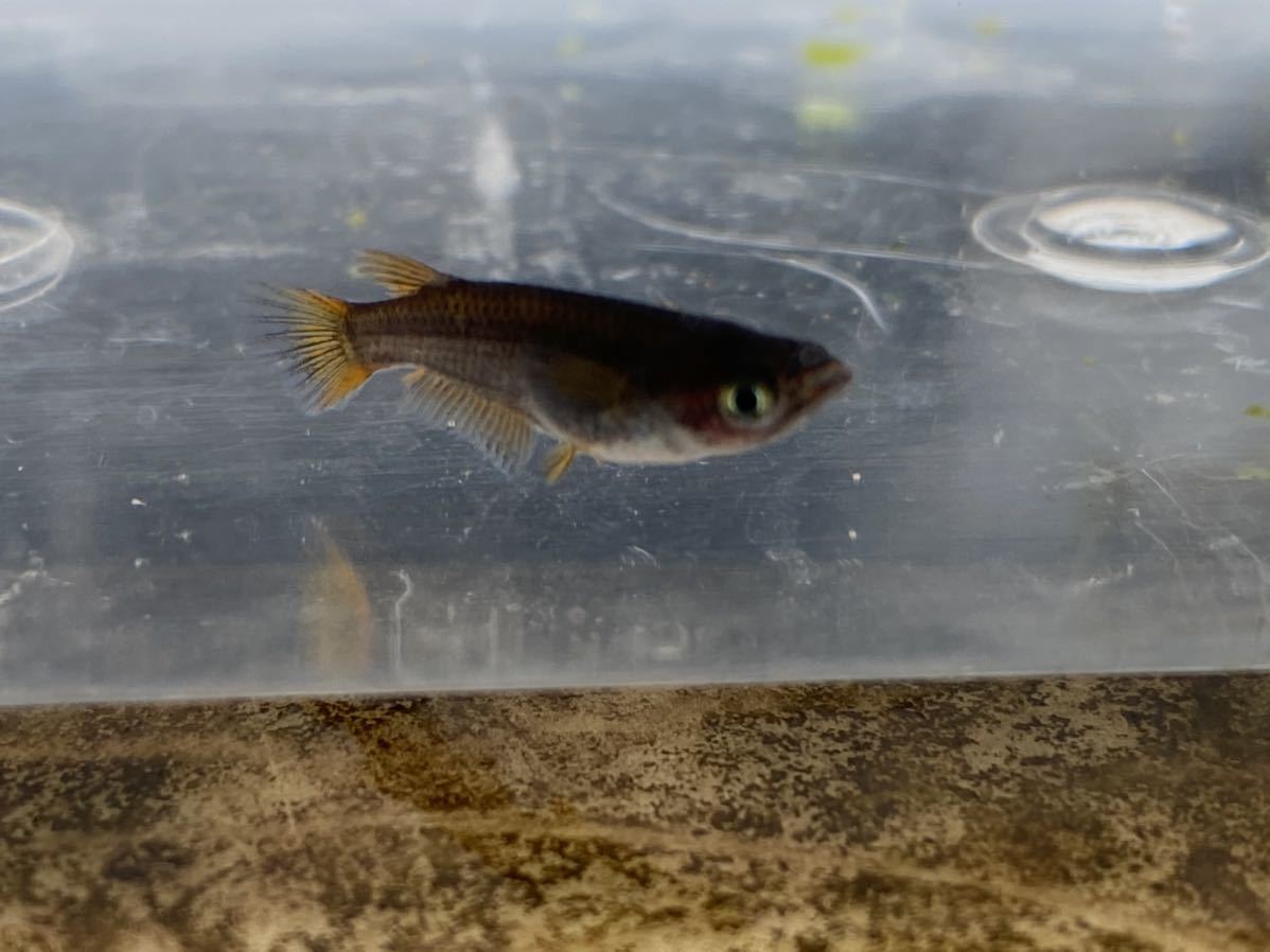 1ペア 五式 メダカ 五式typeR めだか 成魚 ヒカリ体型リアルロング