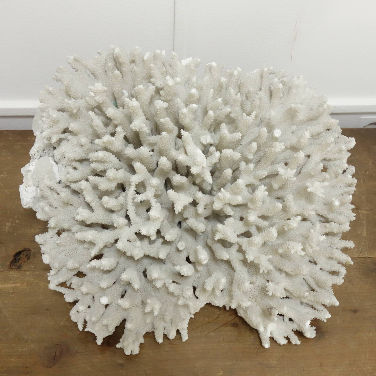 サンゴ 置物 38×35×18cm 重さ3.1kg / サンゴ礁 珊瑚 白 化石 標本