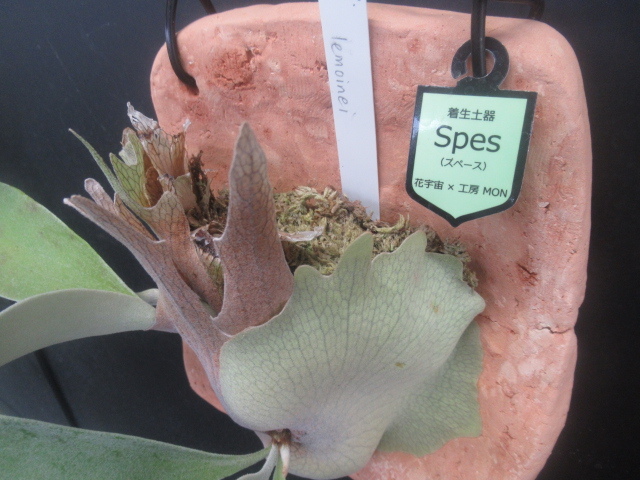 コウモリラン ビカクシダ レモイネイ 室内 板付観葉植物 | 板付 観葉