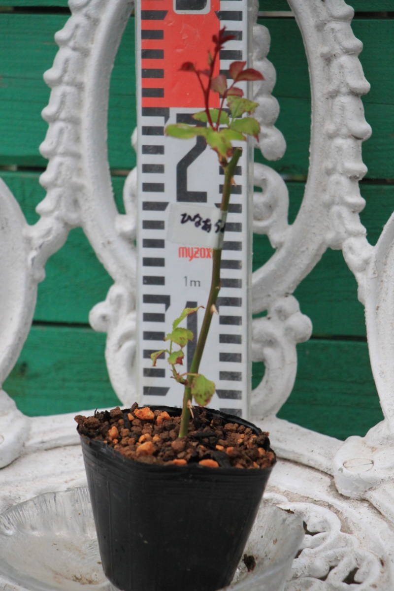 ★ばら遊人★切花ｋｅｉｊｉ　和バラ　ひなあられ　挿木苗