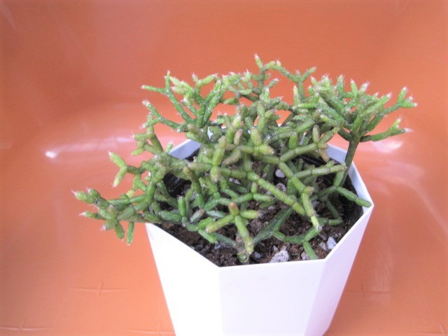 完売 多肉植物 セレウスクラ リプサリス 抜き苗 Drenriquejmariani Com 完売 多肉植物 セレウスクラ リプサリス 抜き苗 Drenriquejmariani Com