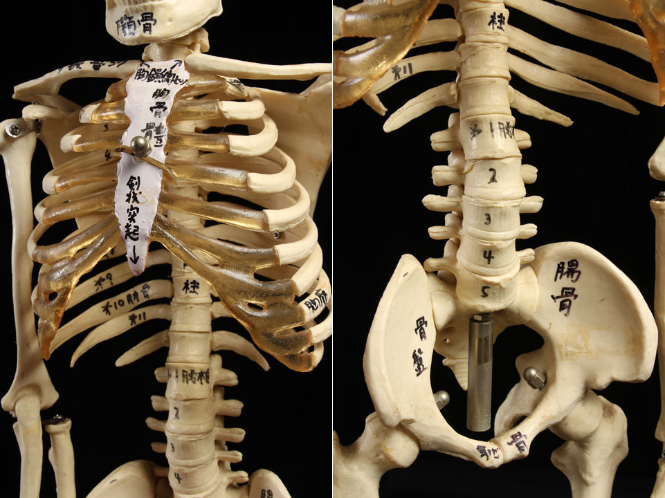 人体模型 骨格標本 : 等身大 骸骨 85cm 全身 人体骨格模型 骨 全長82cm 