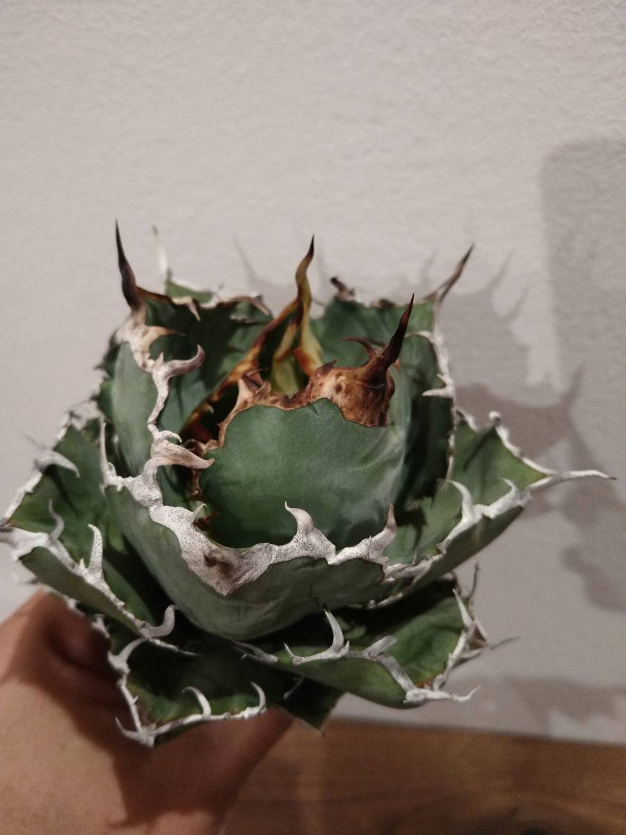 2026年最新アガベ アガベ チタノタ 白鯨 ボールタイプ 特撰株 △8月入荷