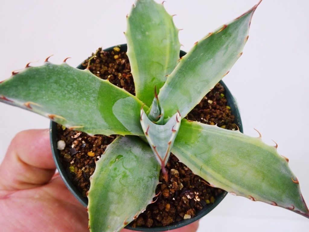 食虫植物 Biohazard Ⅰ ハエトリソウ バイオハザード1 /// Dionaea