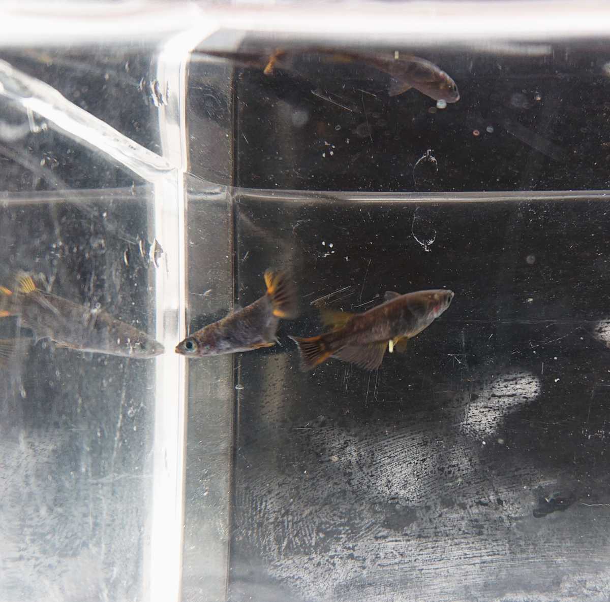 極上 五式タイプrメダカの有精卵個 A メダカ めだか めだかの卵 メダカの卵 ブラックリム 五式 タイプr R めだか 売買されたオークション情報 Yahooの商品情報をアーカイブ公開 オークファン Aucfan Com