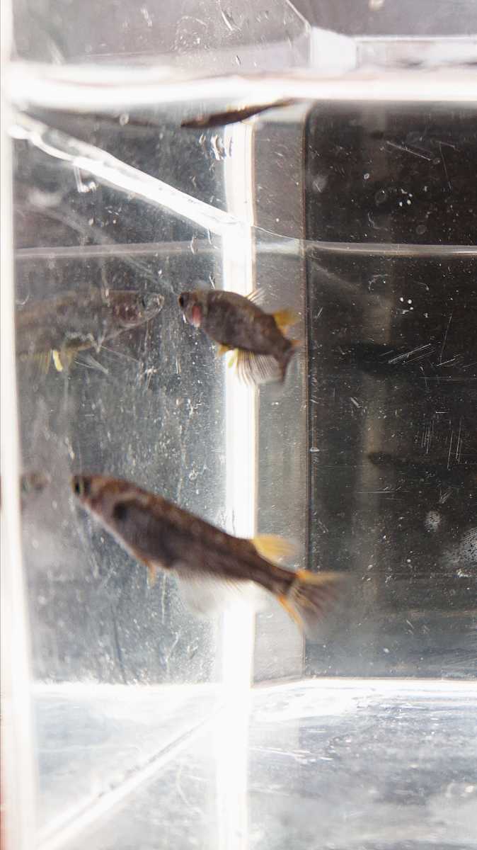 極上 五式タイプrメダカの有精卵個 A メダカ めだか めだかの卵 メダカの卵 ブラックリム 五式 タイプr R めだか 売買されたオークション情報 Yahooの商品情報をアーカイブ公開 オークファン Aucfan Com