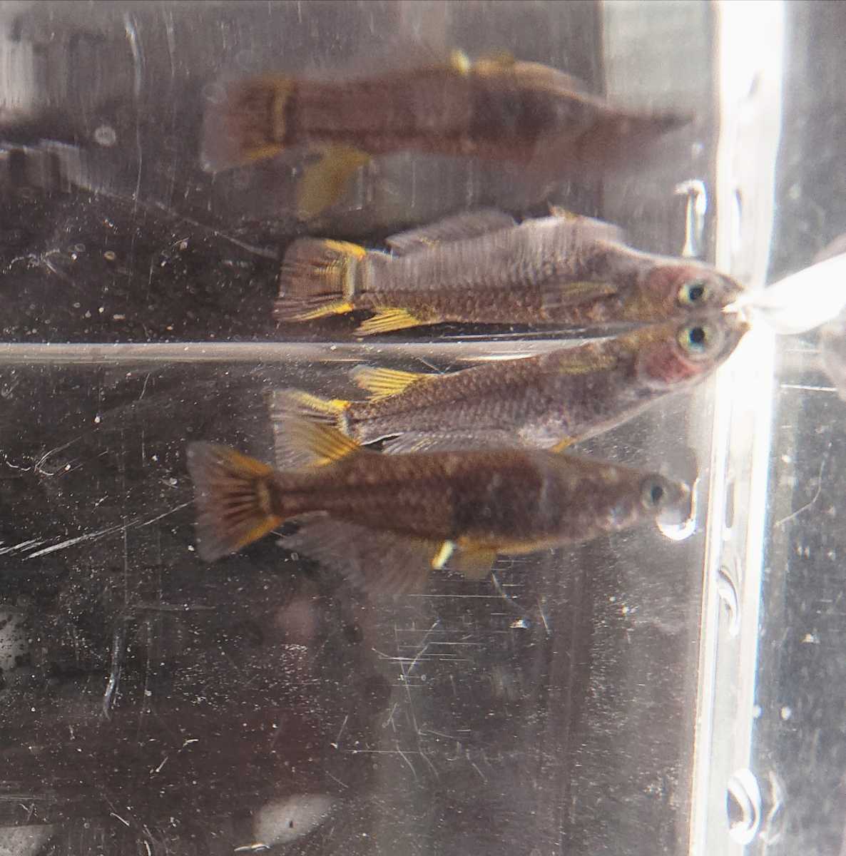 極上 五式タイプrメダカの有精卵個 A メダカ めだか めだかの卵 メダカの卵 ブラックリム 五式 タイプr R めだか 売買されたオークション情報 Yahooの商品情報をアーカイブ公開 オークファン Aucfan Com