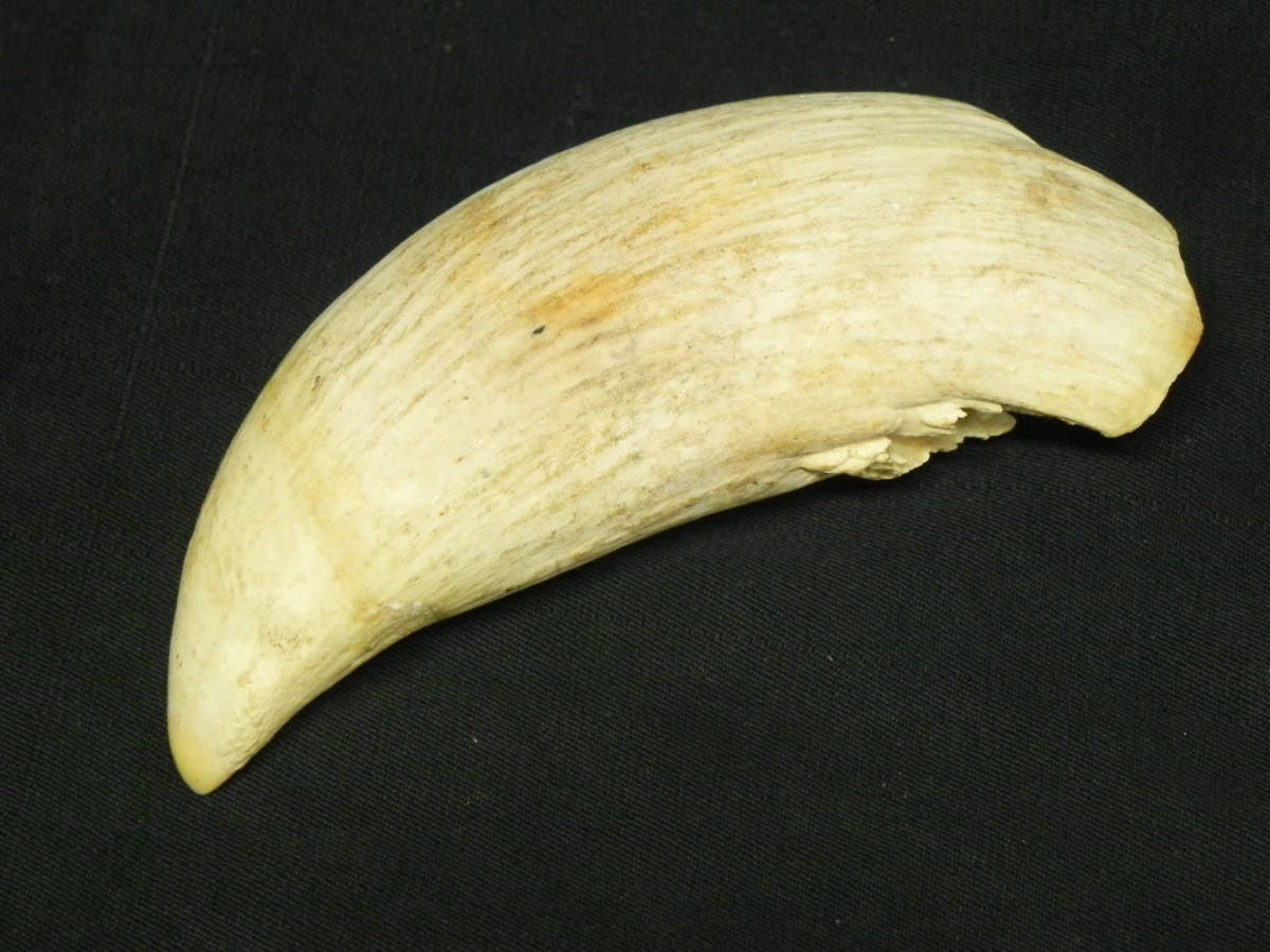 w003 マッコウクジラ 牙 233g ◇ 鯨 歯