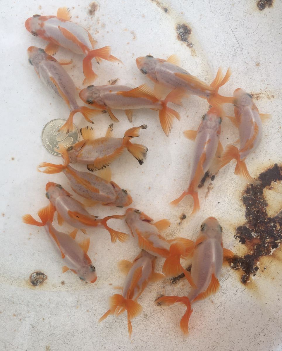 【喜】YB-500 地金2才魚1匹『愛知県天然記念物』『5月10日、日曜日限定発送』