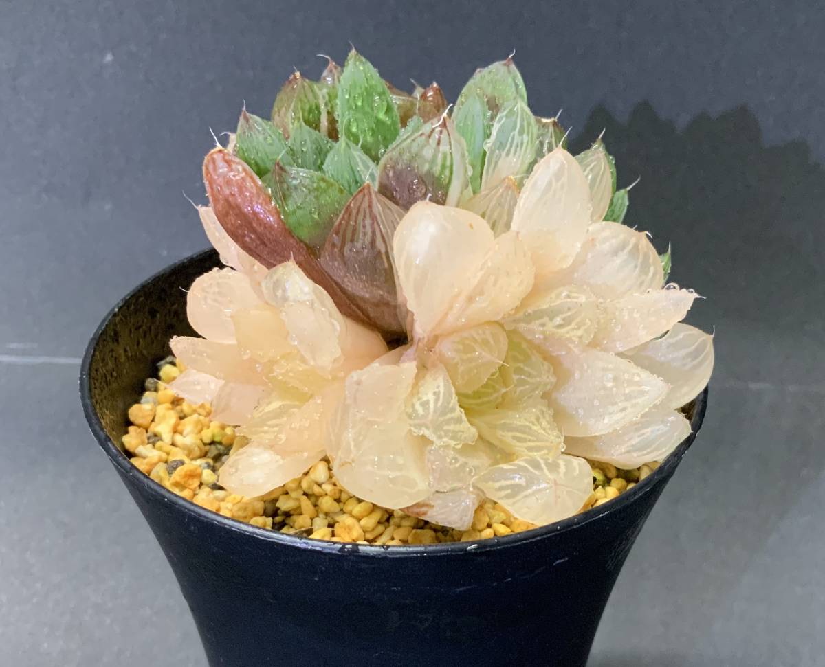【人気，定番】 多肉植物 ハオルチア オブツーサ錦 極上苗 ピンク色 70mm 4-87(サボテン)｜売買されたオークション情報、yahooの商品情報をアーカイブ公開 - オークファン サボテン