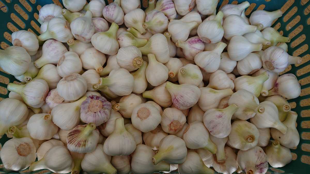 限定SALE，定番人気 和歌山 にんにく Mサイズ(にんにく)｜売買されたオークション情報、yahooの商品情報をアーカイブ公開 - オークファン にんにく