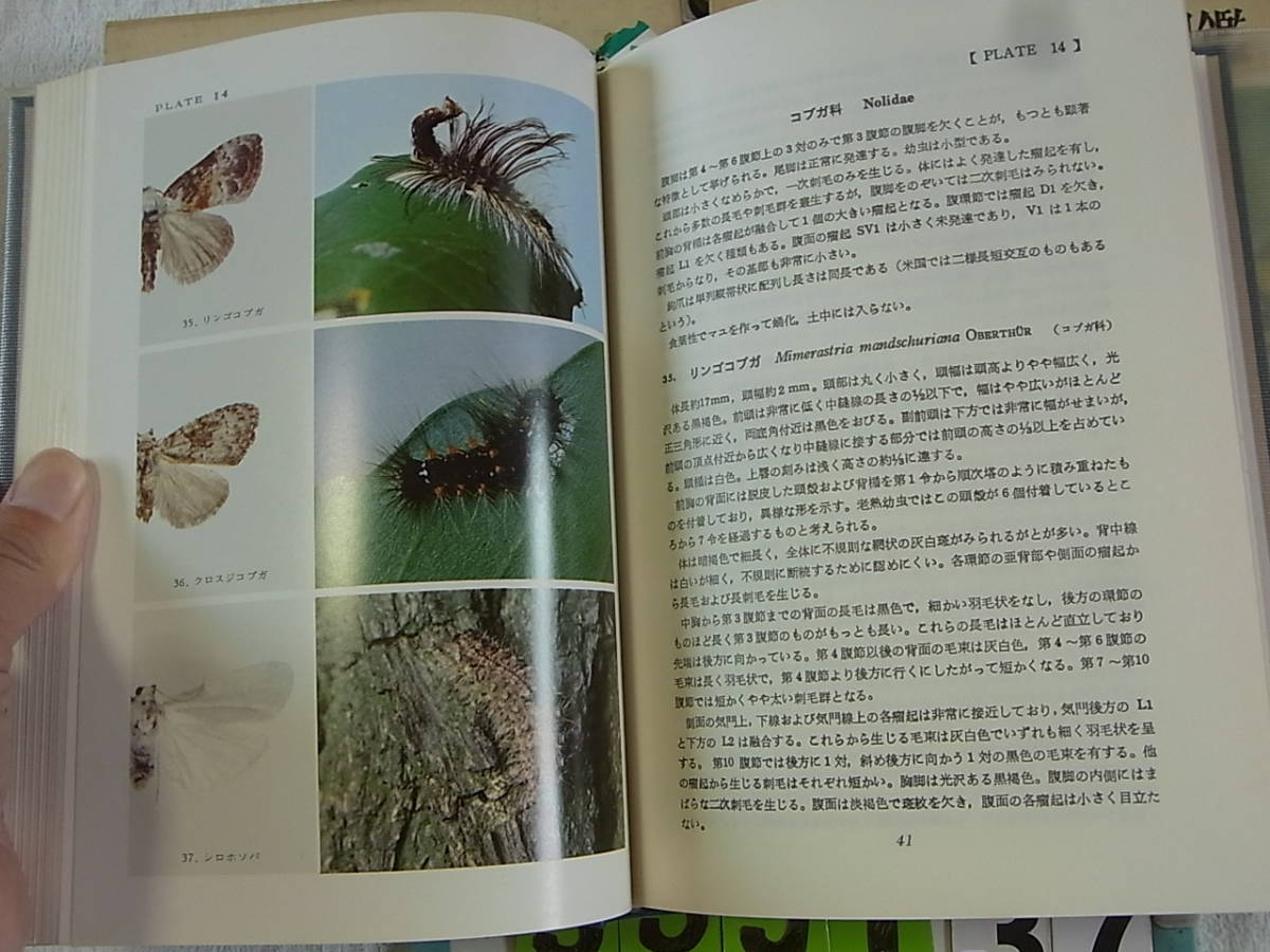 原色圖鑑世界の貝 正続 復刻版 鹿間 時夫 北隆館 本 原色圖鑑 世界の貝