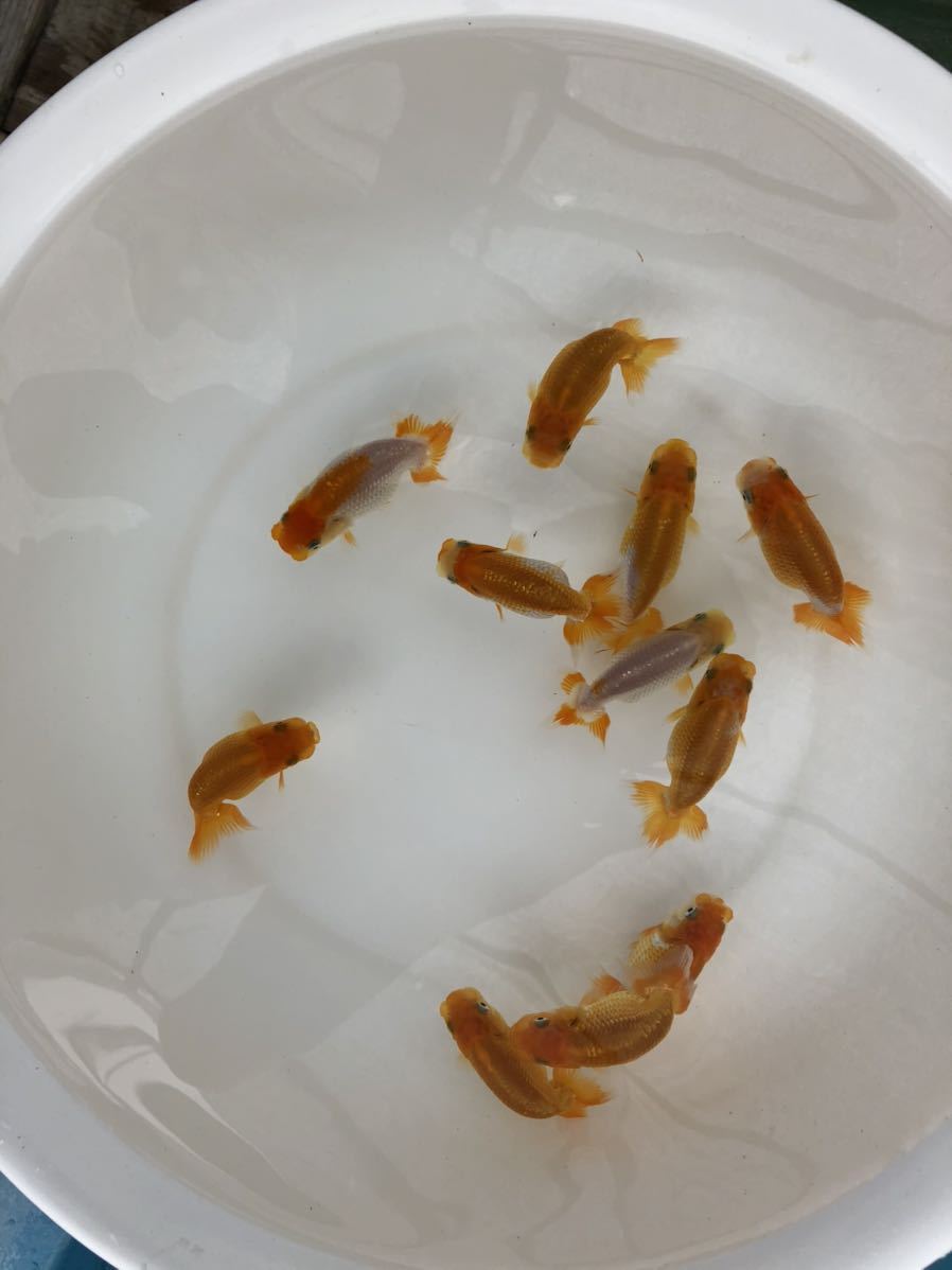 小澤らんちゅう上物当歳魚10匹C