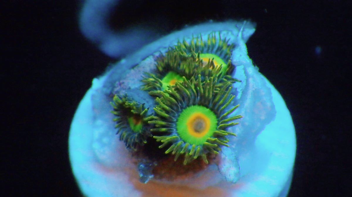 サンゴめだかUSAブリード⁄ラスターレインボー⁄ラスタ⁄現物⁄子株 これぞ