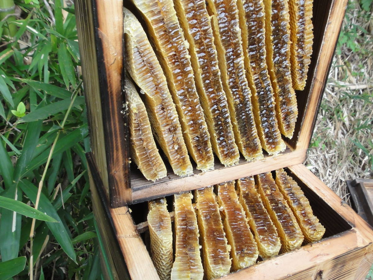 はちみつ 900g ☆滋賀県産☆ 日本 みつばち 百花蜜 ( 蜜蜂 ミツバチ