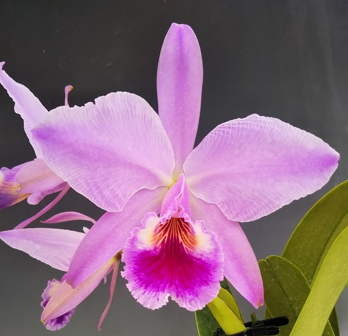 ●洋蘭●原種●カトレア●C.jenmanii'(flamea)'Miranda 87'(原産地由来)（ＯＧ）●辻勲氏から入手のチポの正統派個体　3輪開花中_1