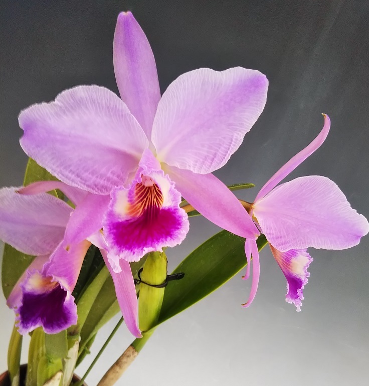 ●洋蘭●原種●カトレア●C.jenmanii'(flamea)'Miranda 87'(原産地由来)（ＯＧ）●辻勲氏から入手のチポの正統派個体　3輪開花中_2