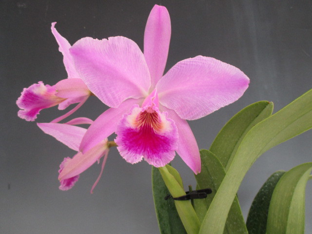 ●洋蘭●原種●カトレア●C.jenmanii'(flamea)'Miranda 87'(原産地由来)（ＯＧ）●辻勲氏から入手のチポの正統派個体　3輪開花中_3