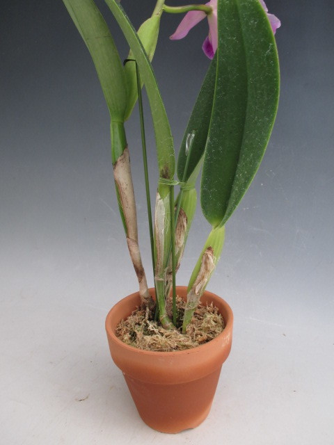 ●洋蘭●原種●カトレア●C.jenmanii'(flamea)'Miranda 87'(原産地由来)（ＯＧ）●辻勲氏から入手のチポの正統派個体　3輪開花中_5
