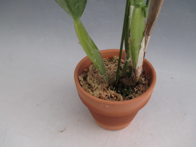 ●洋蘭●原種●カトレア●C.jenmanii'(flamea)'Miranda 87'(原産地由来)（ＯＧ）●辻勲氏から入手のチポの正統派個体　3輪開花中_6