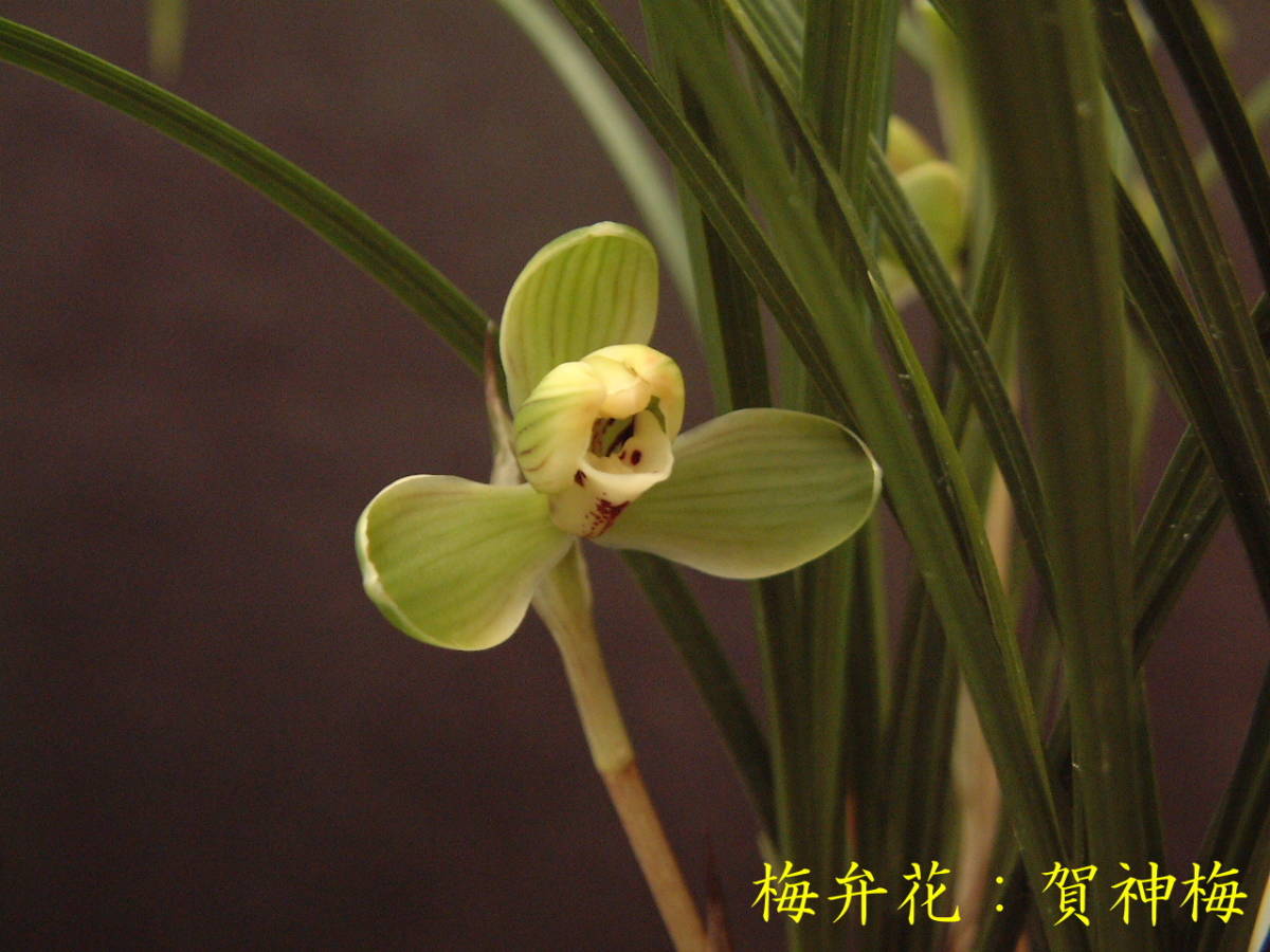 中国春蘭 春蘭 | 豊の国の翁 : 梅弁の名花「萬字」
