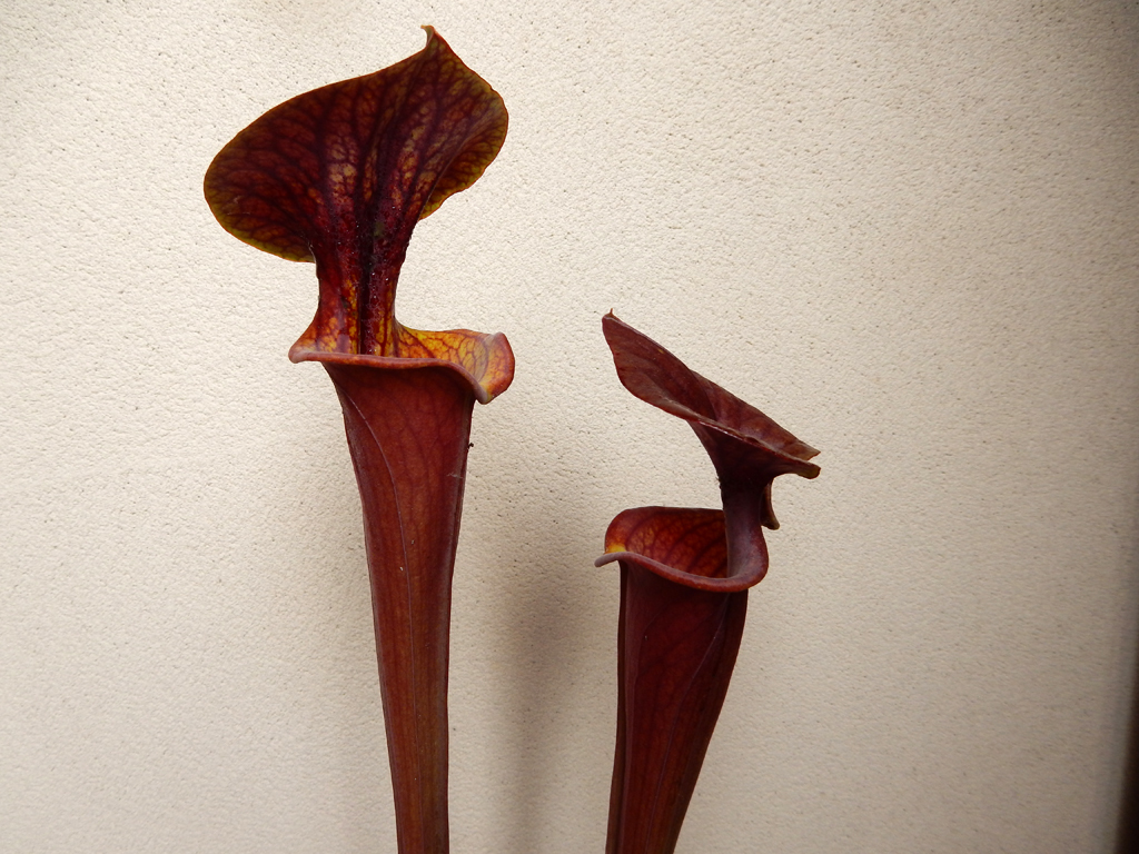 食虫植物 サラセニア フラバ アトロプルプレア 原種 観葉植物 売買されたオークション情報 Yahooの商品情報をアーカイブ公開 オークファン Aucfan Com