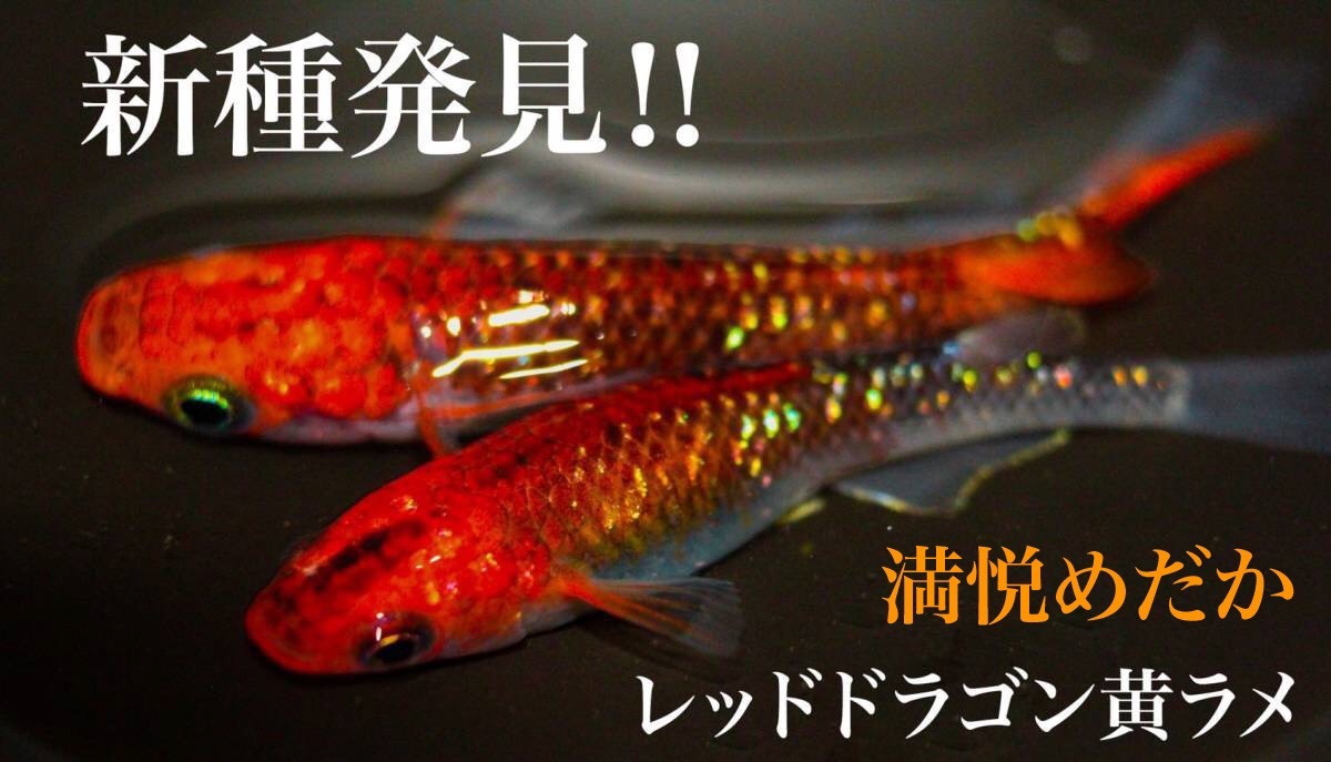満悦めだか 夢中めだか様血統 凛華 有精卵個 カビ 無精卵補償5個 めだか 卵 夢中めだか様血統 めだか 売買されたオークション情報 Yahooの商品情報をアーカイブ公開 オークファン Aucfan Com 満悦めだか 夢中めだか様血統 凛華 有精卵個 カビ 無精卵補償5個 めだか 卵 夢中めだか様血統 めだか 売買されたオークション情報 Yahooの商品情報をアーカイブ公開 オークファン Aucfan Com