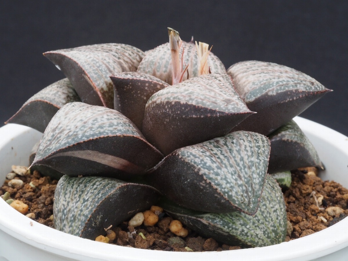  ハオルチア ジュエリークイーン実生 4 多肉植物(サボテン)｜売買されたオークション情報、yahooの商品情報をアーカイブ公開 - オークファン サボテン
