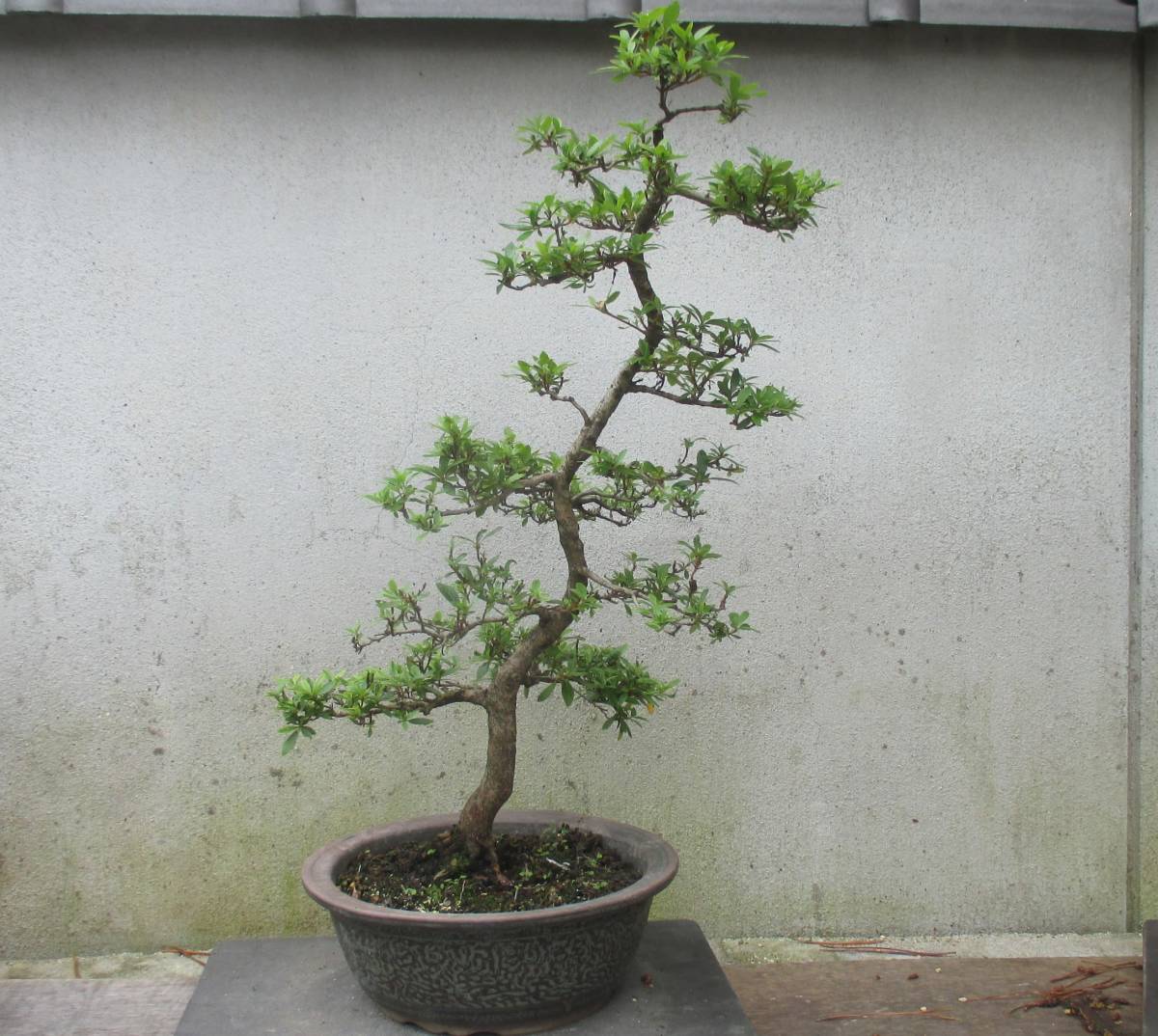 メルカリ サツキ さつき盆栽 (水郷乙女)白ピンク赤の花 さつき 皐月