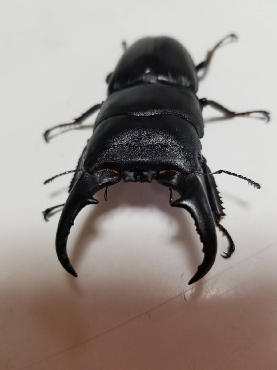 本土ヒラタクワガタ あかがね血統 ♂73.0㎜ ♀38.7㎜.♀37.3㎜