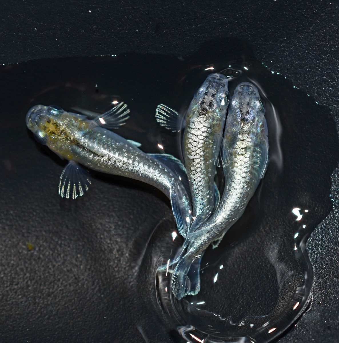  現物限定出品 大和メダカ 極上 鱗光 生後２ヵ月 ＭSサイズ ♂１♀２ 未産卵 種親に とてもカッコいいと思います(めだか)｜売買されたオークション情報、yahooの商品情報をアーカイブ公開 - めだか