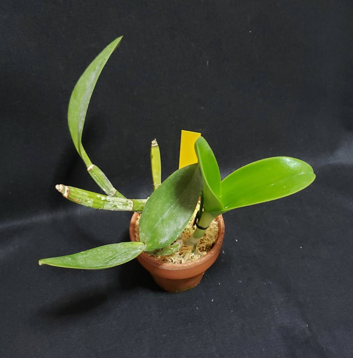 洋蘭 原種 カトレア C. violacea fma. semi-alba 洋蘭 原種 カトレア C