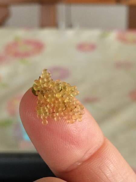 極美 大量 安芸三色 メダカ 卵100個 A めだか 売買されたオークション情報 Yahooの商品情報をアーカイブ公開 オークファン Aucfan Com