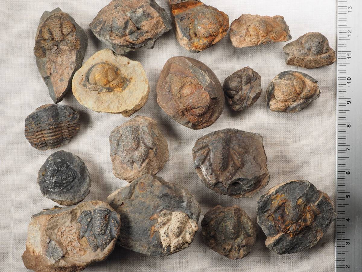 三葉虫 化石 ボリビア産 南アメリカ trilobite 南米産fossil⑧ レア