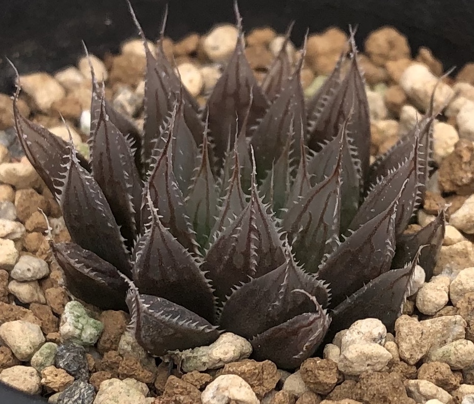 多肉植物 ハオルチア davidii錦 極上斑(Payne's Hill) | ハオルチア