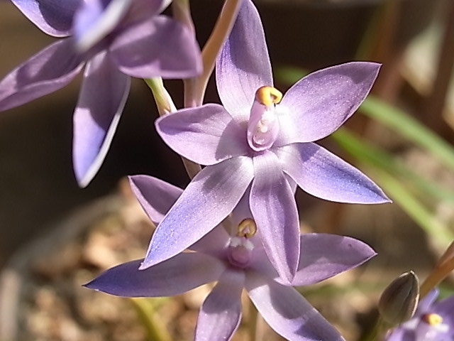 テリミトラ メガカリプトラ4球 Megacalyptra 豪州地生蘭 山野草 洋蘭 ラン ラン 売買されたオークション情報 Yahooの商品情報をアーカイブ公開 オークファン Aucfan Com