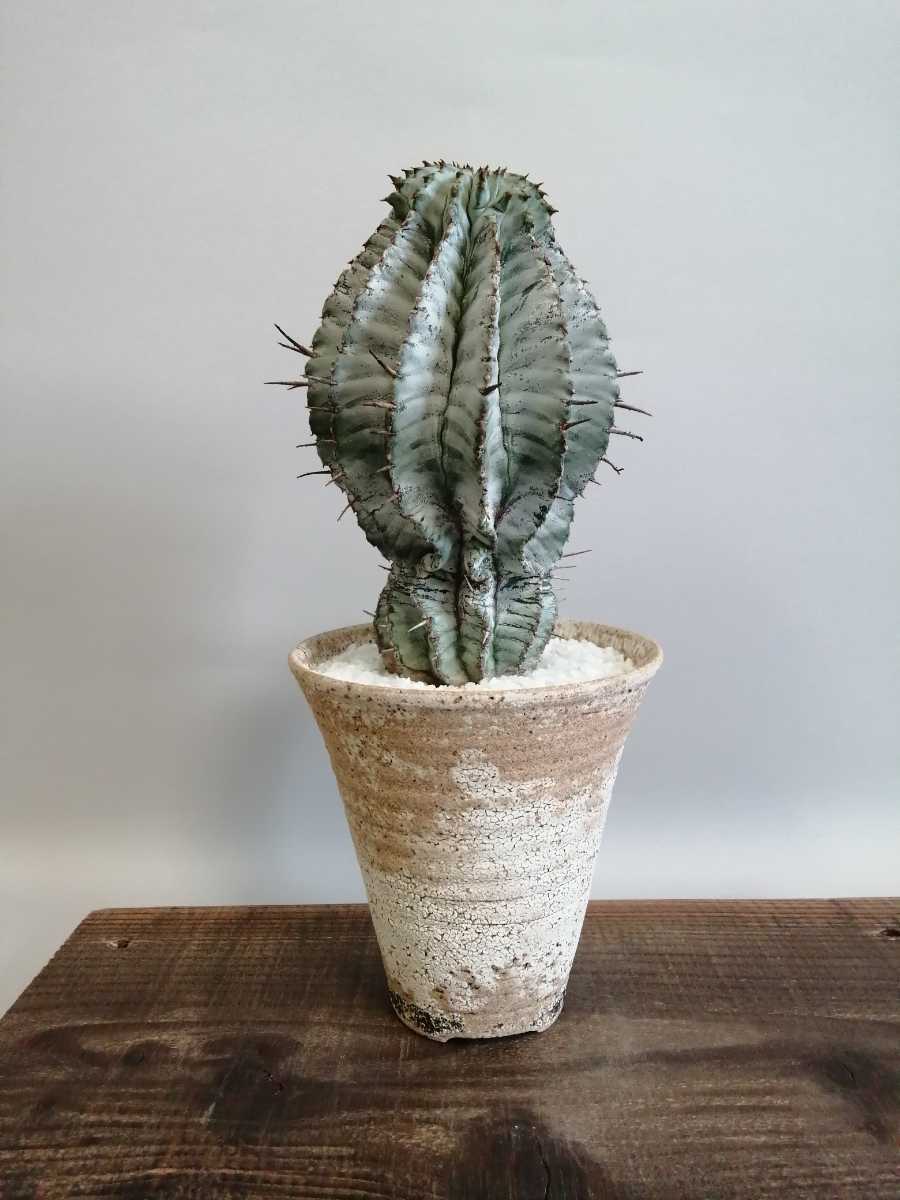 観葉植物 ユーフォルビア 白衣 ホリダ 塊根植物 コーデックス 大株